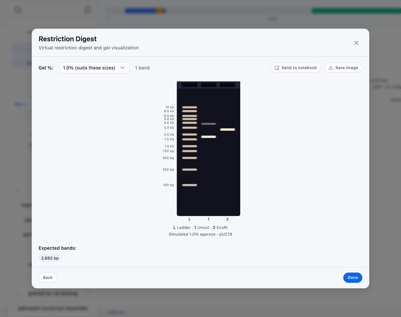 The Restriction Digest dialog box showing a simulated 1.0% agarose gel with a ladder lane, an uncut pUC19 lane carrying a bright supercoiled band and a faint nicked band, and an EcoRI lane with a single 2,682 bp fragment